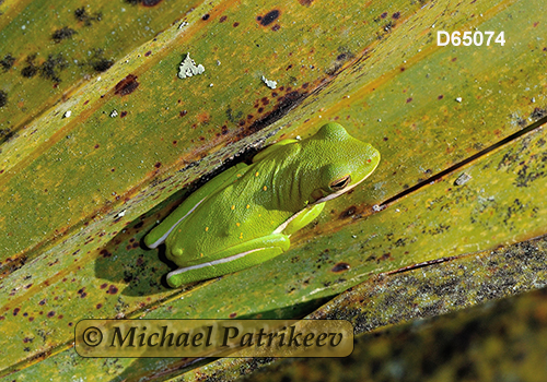 Green Treefrog (Hyla cinerea)